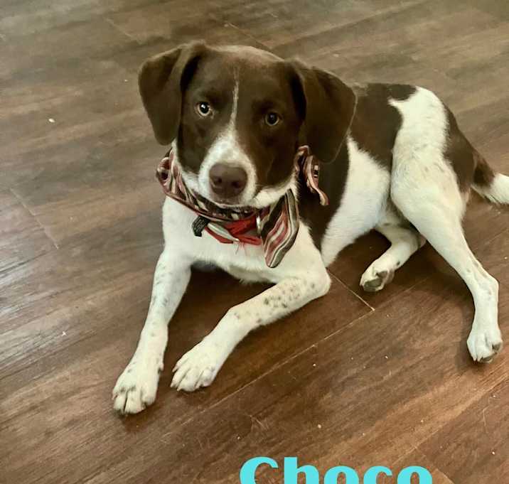 Photo of CHOCO