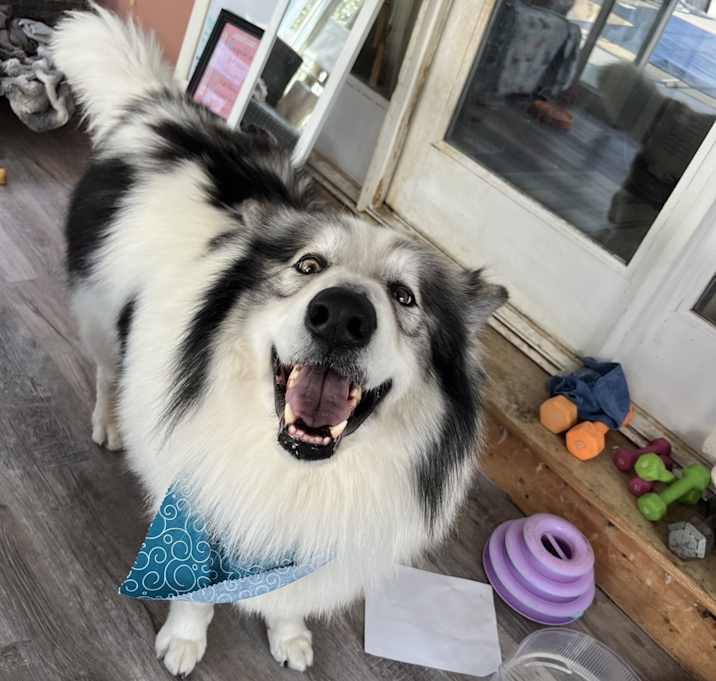 Photo of Denali