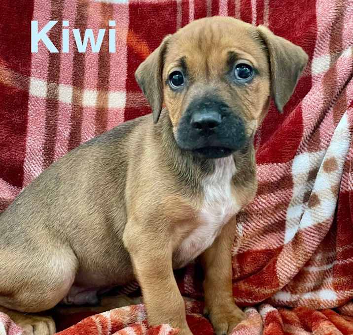 Photo of KIWI