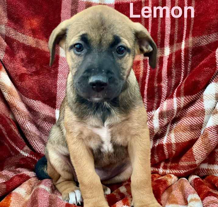 Photo of LEMON