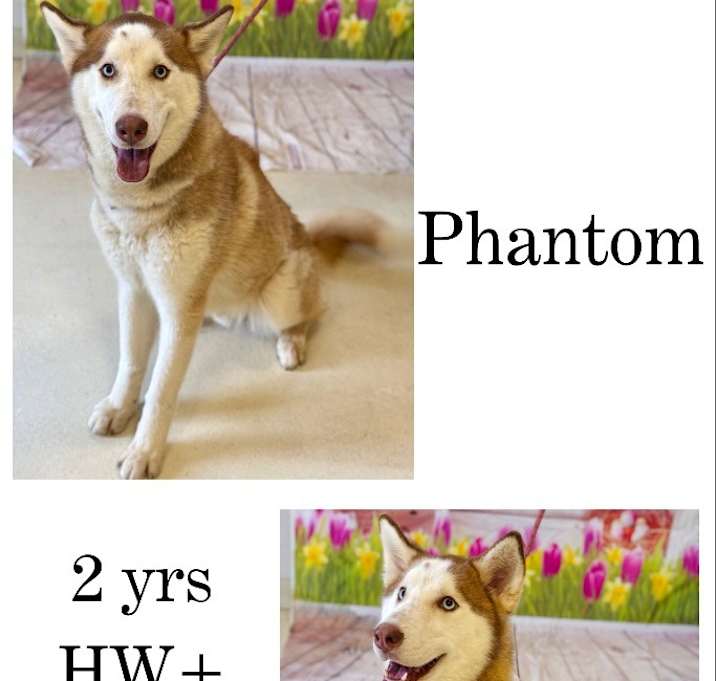 Photo of Phantom