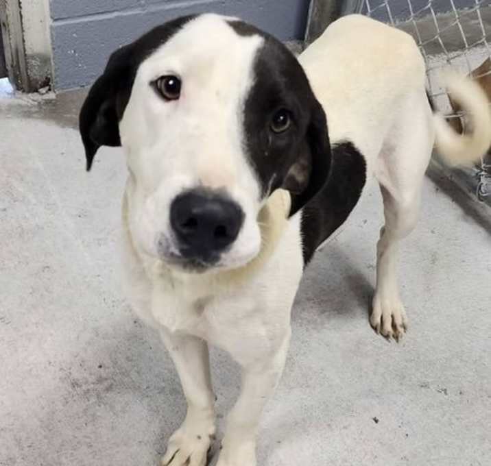 Photo of Pepper (in foster)