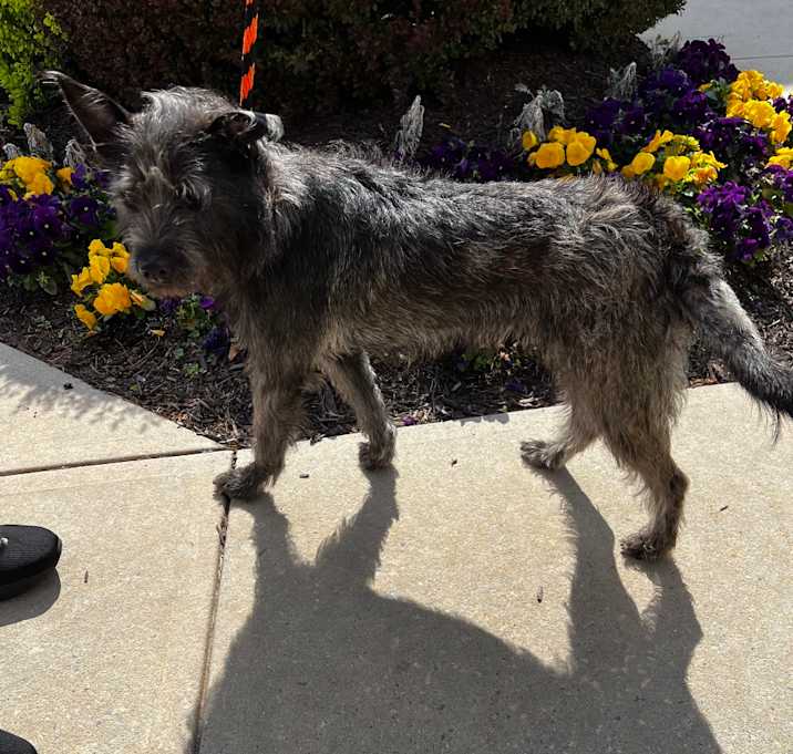 Photo of Taffy