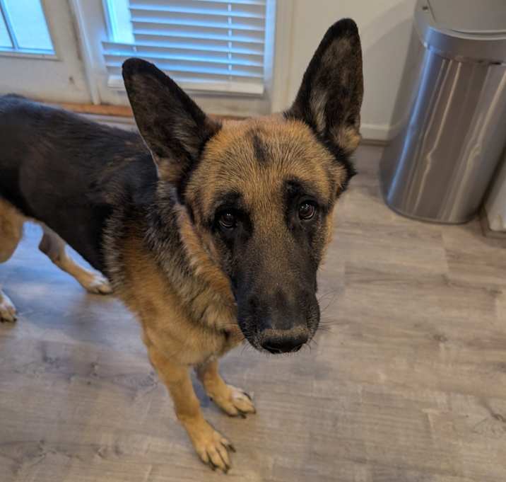 Photo of Otto