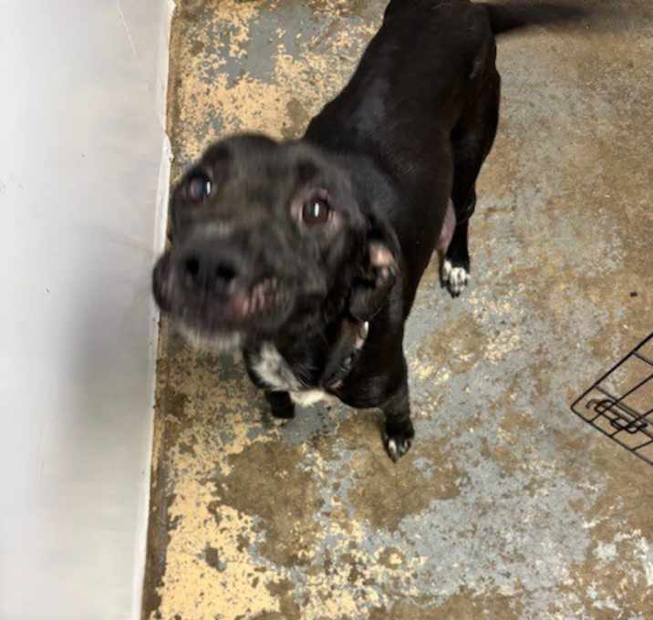 Photo of Momma Dog