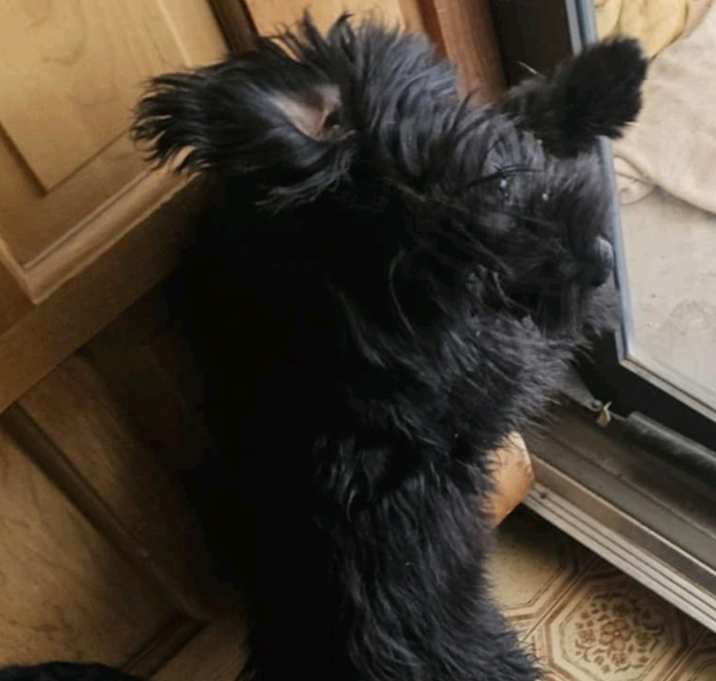 Photo of Milo
