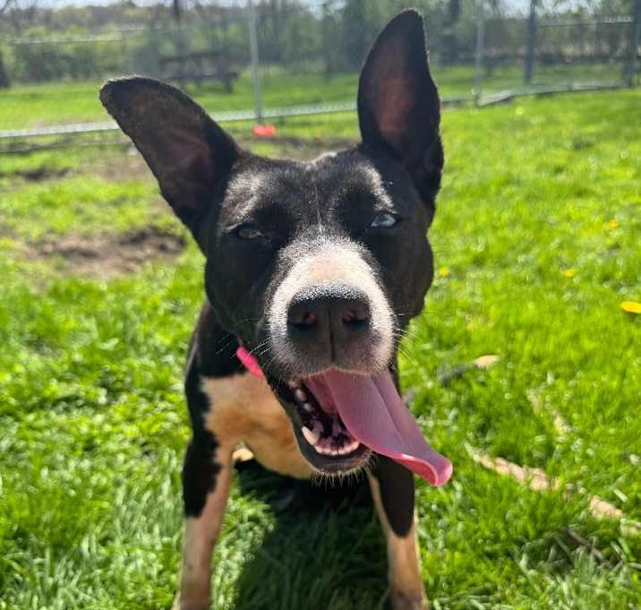 Photo of Stella