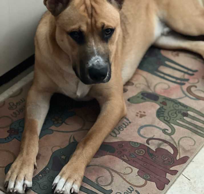 Photo of Dink