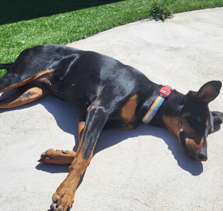 Photo of Luna