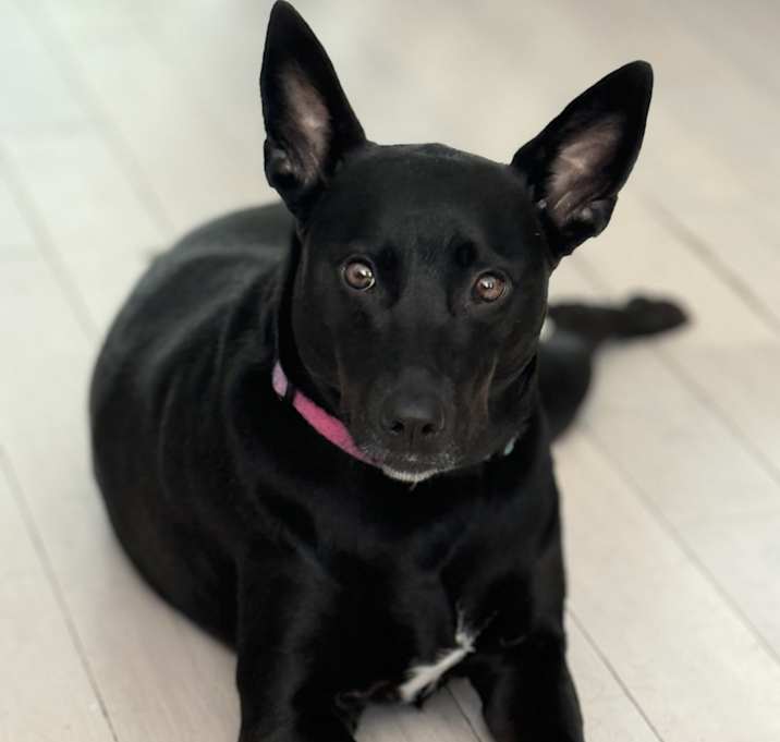 Photo of Violet