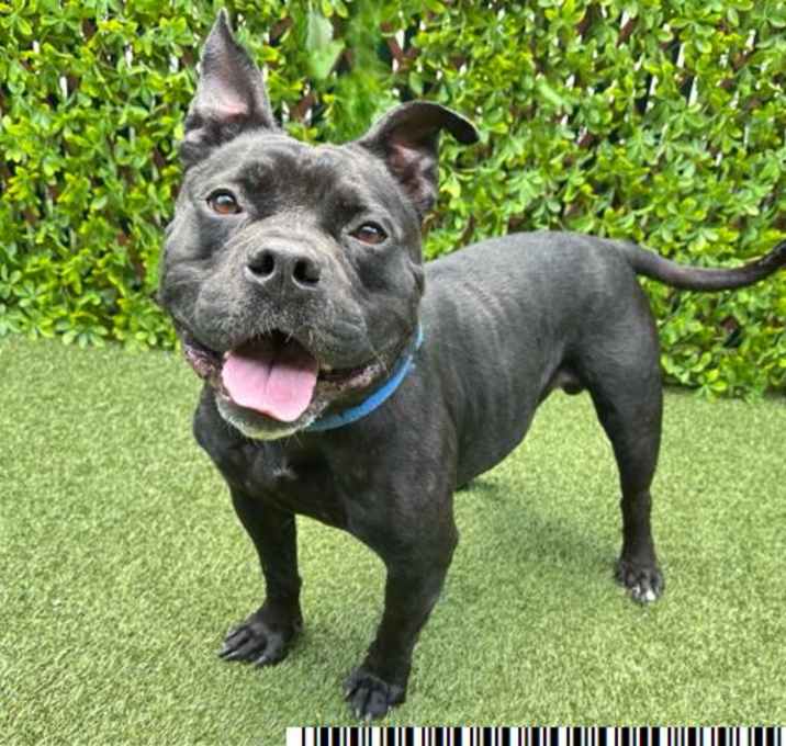 Photo of DEXTER