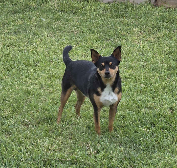 Photo of Java