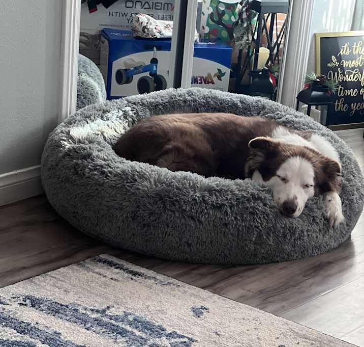 Photo of Milo