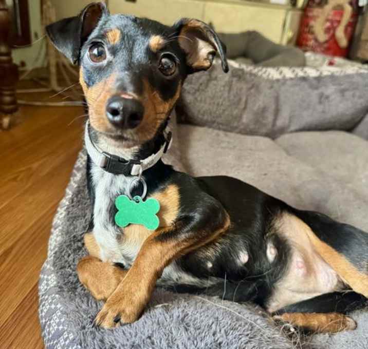 Photo of Pippi