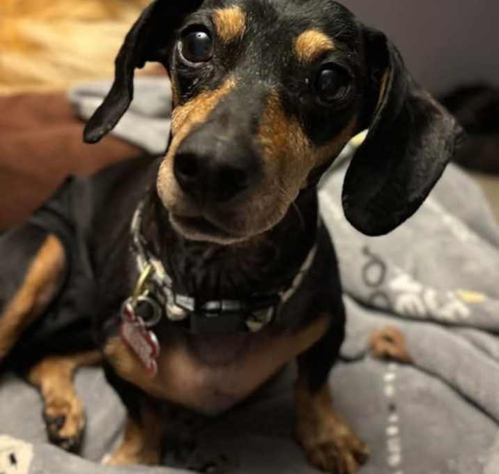 Photo of Honey