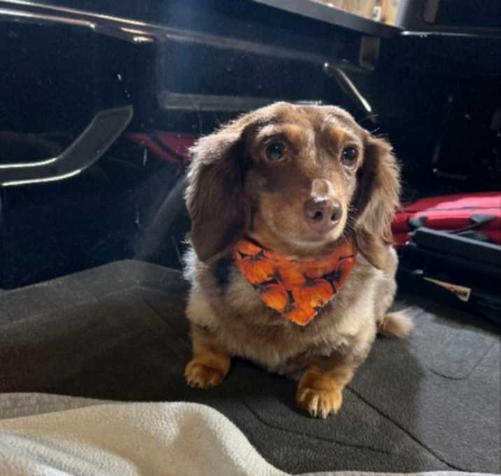 Photo of Stella