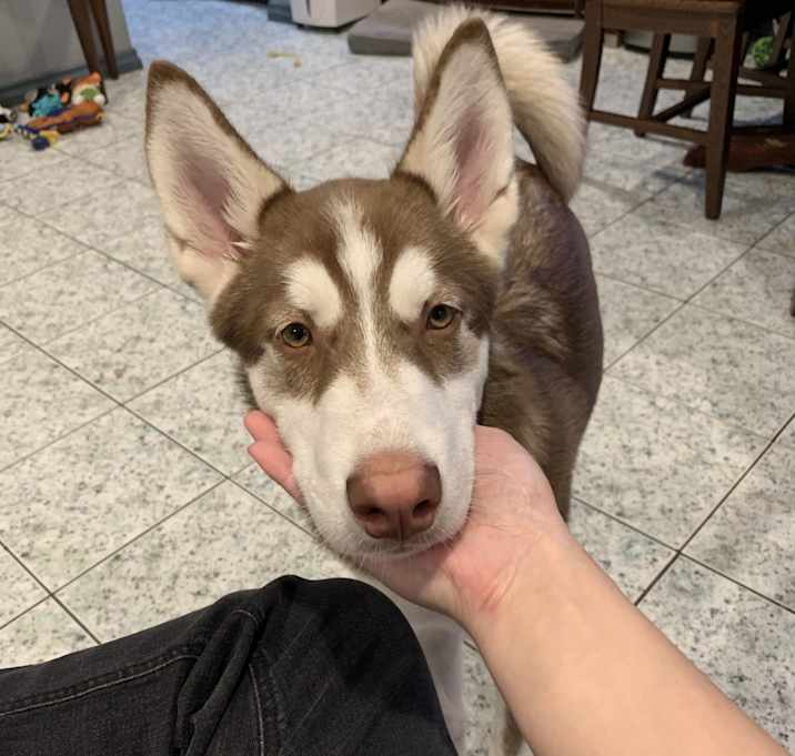 Photo of Loki