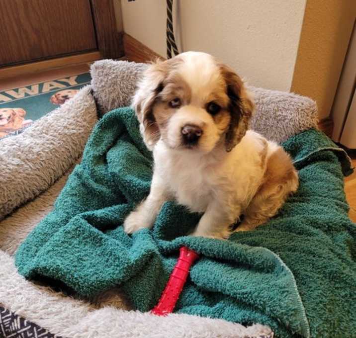 Photo of Trixie