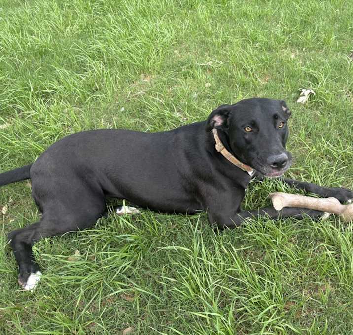 Photo of Olive