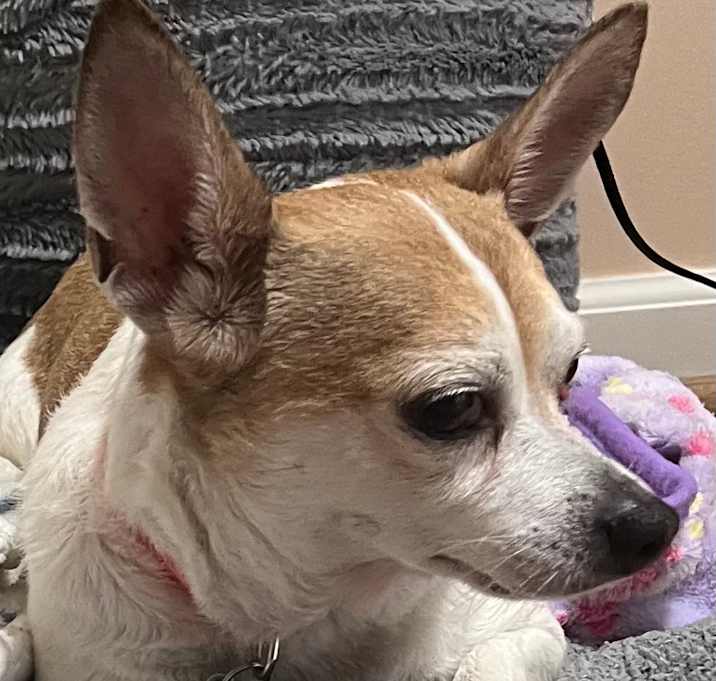 Photo of Little Missy 
