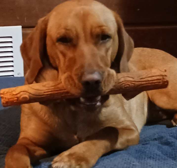 Photo of Koa
