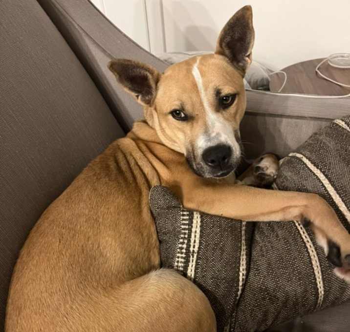 Photo of Mango