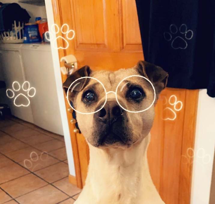 Photo of Daisy