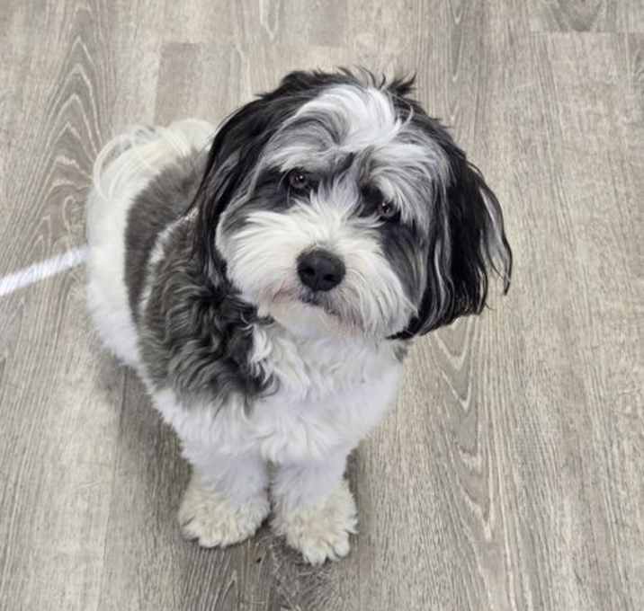 Photo of Archie