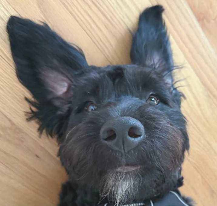 Photo of Snoopy
