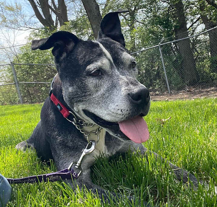 Photo of Comet