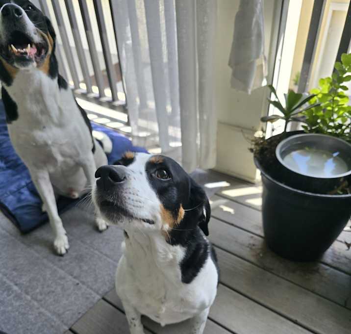 Photo of Sassy Sophie and Baker