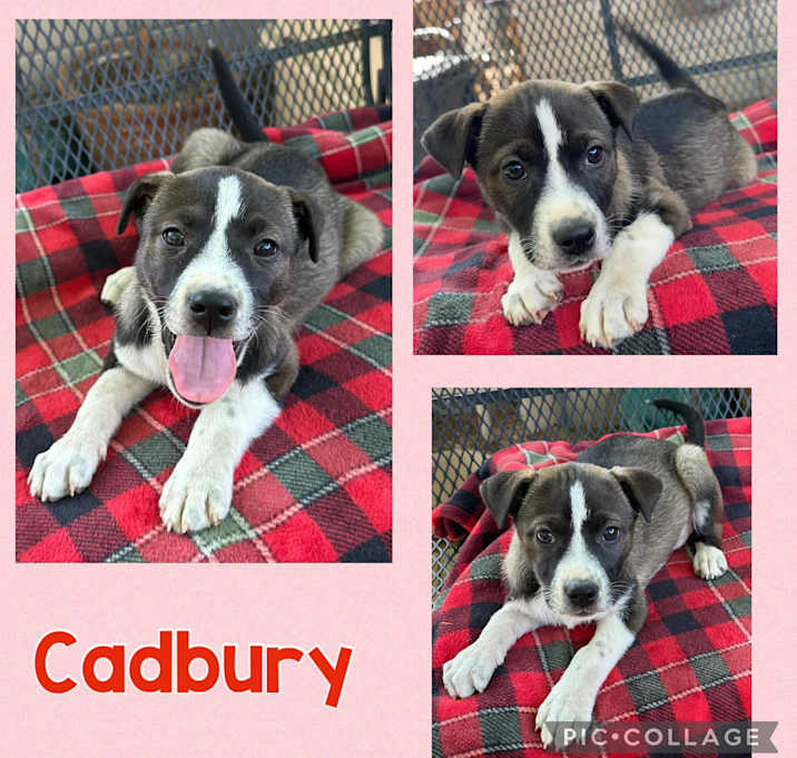 Photo of Cadbury