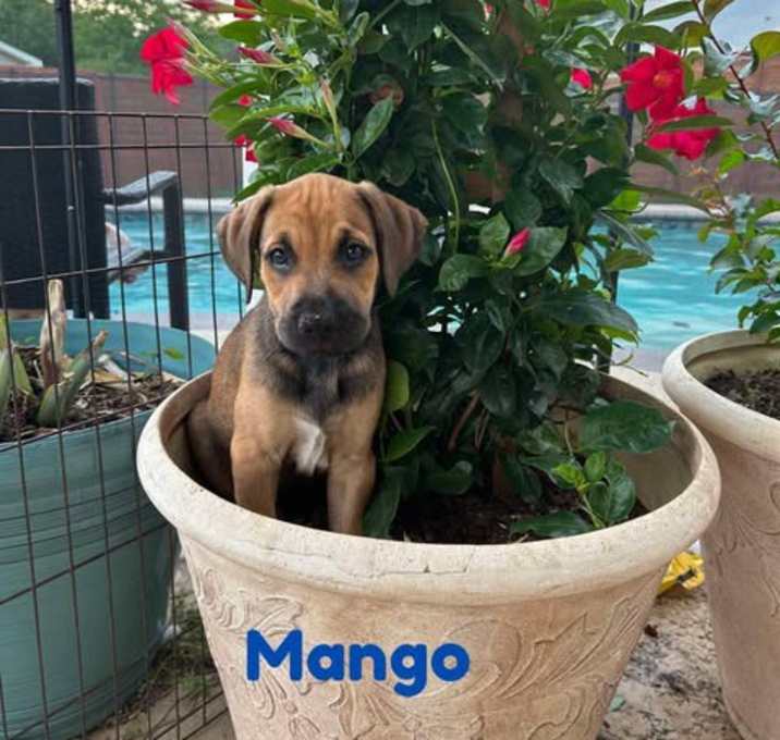Photo of MANGO