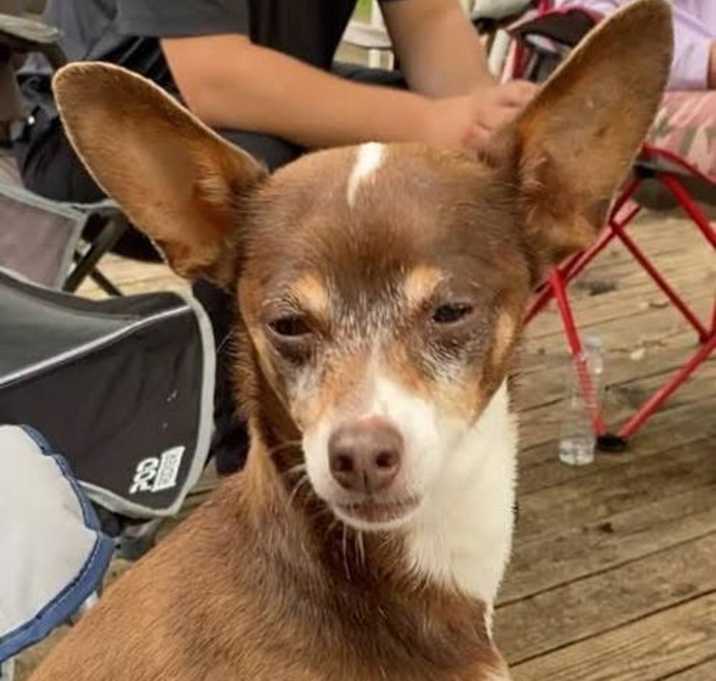 Photo of Ziggy