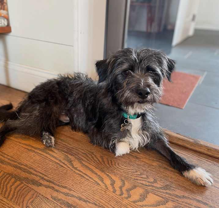 Photo of Scruff
