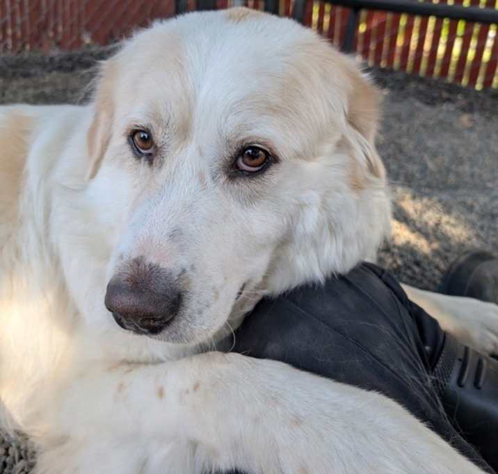 Photo of Daisy