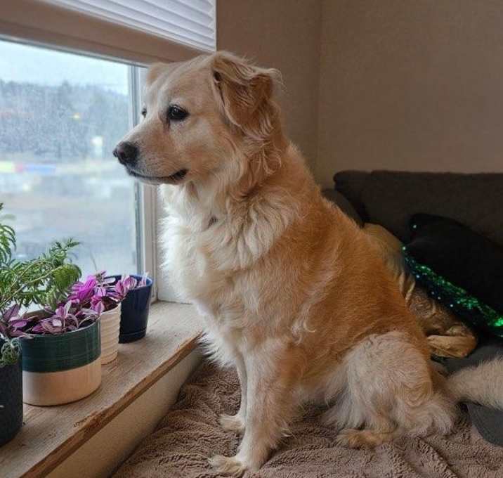 Photo of Ella- a perfect size playful gal!