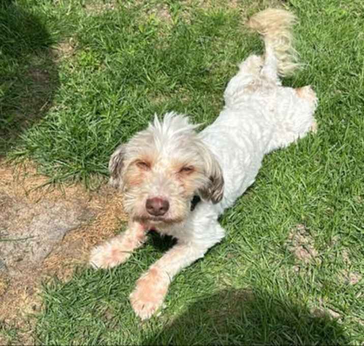 Photo of Falcon Hans Solo