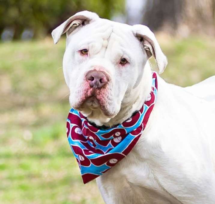 Photo of Milo