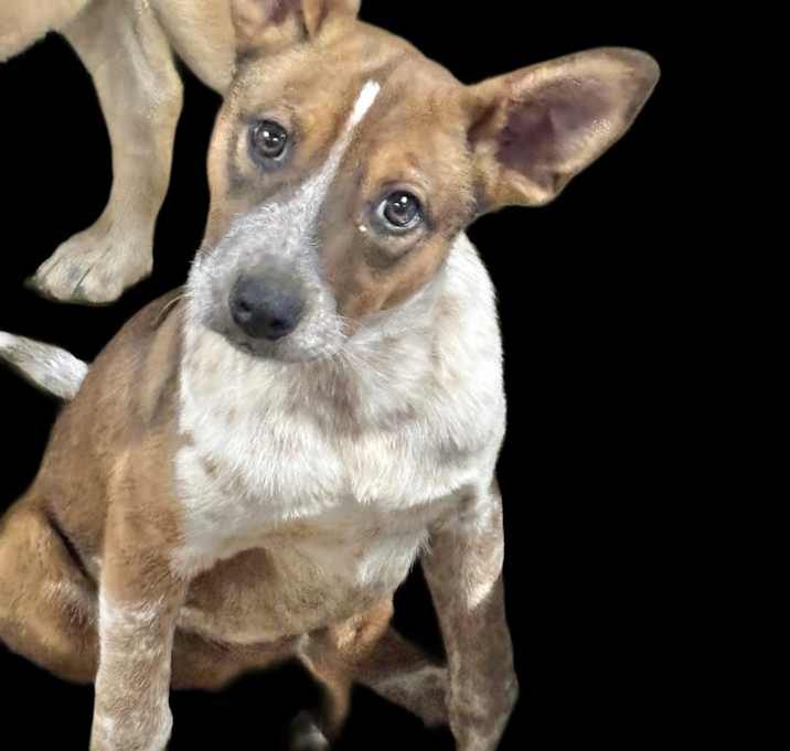 Photo of Spike