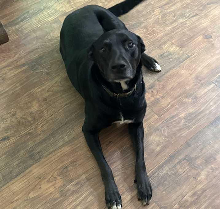 Photo of Chief