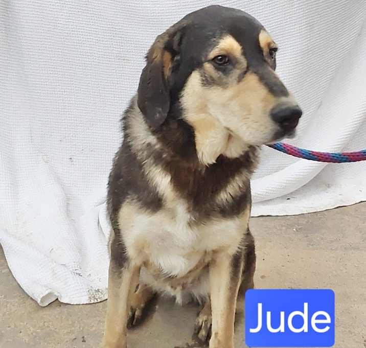Photo of Jude adoption pending