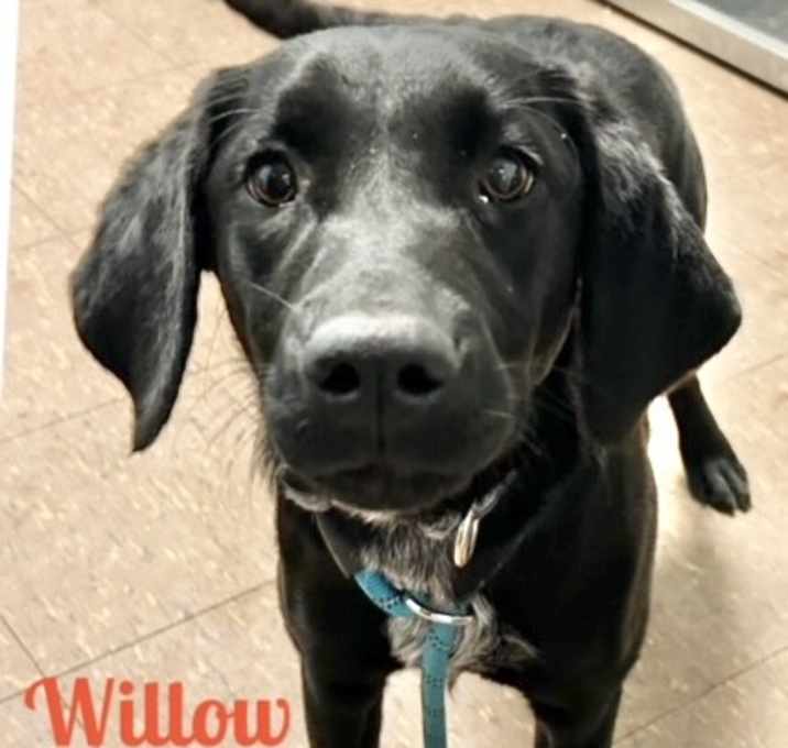 Photo of Willow  meet me 5/17