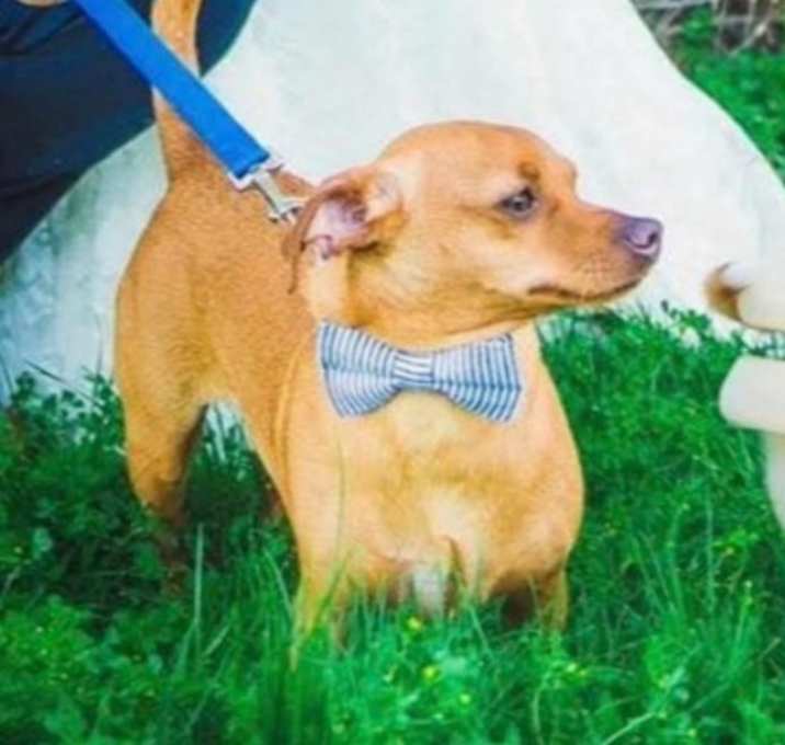 Photo of Dasher