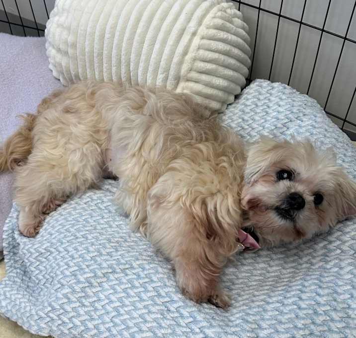 Photo of Cupcake