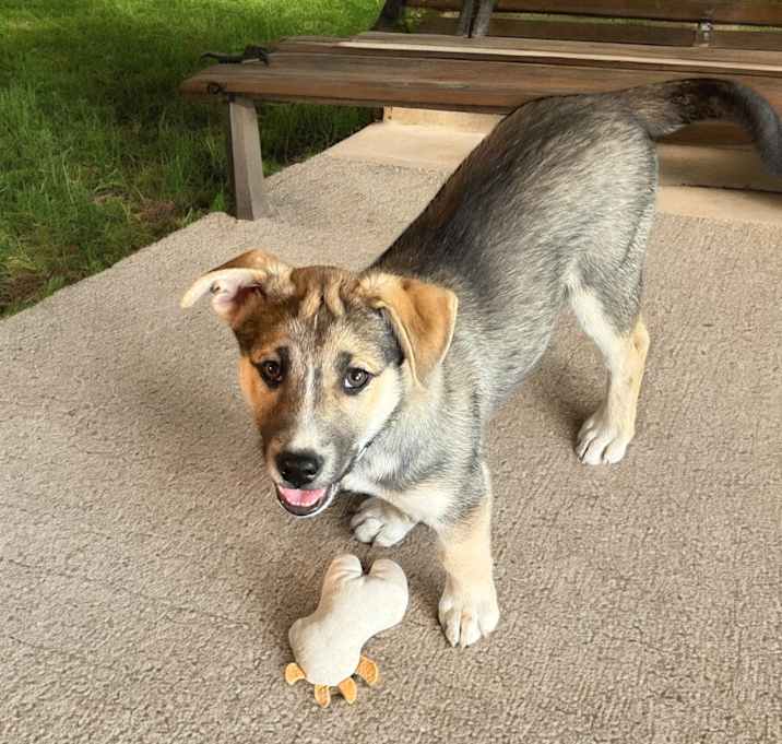 Photo of Chip