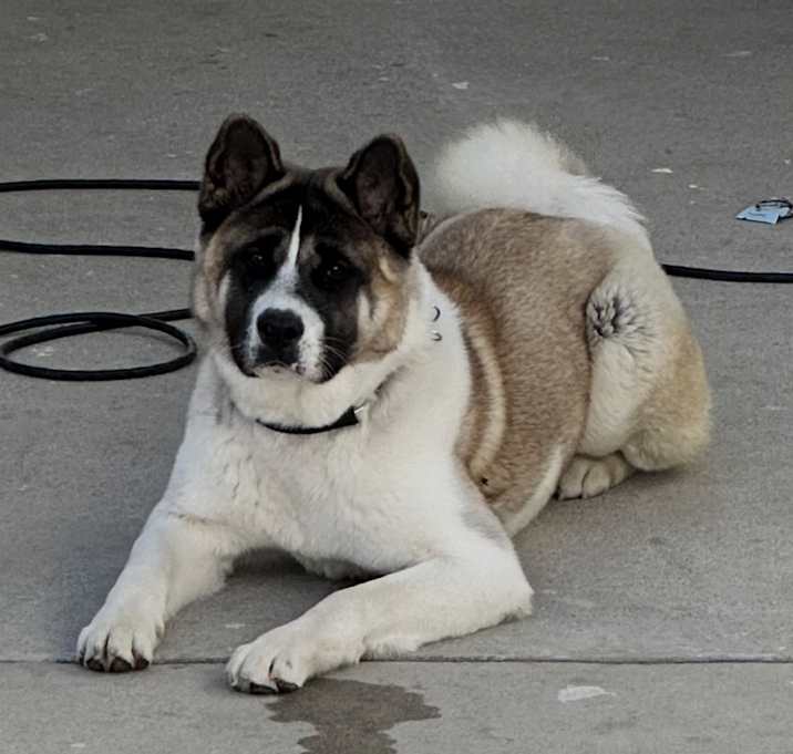 Photo of Lola