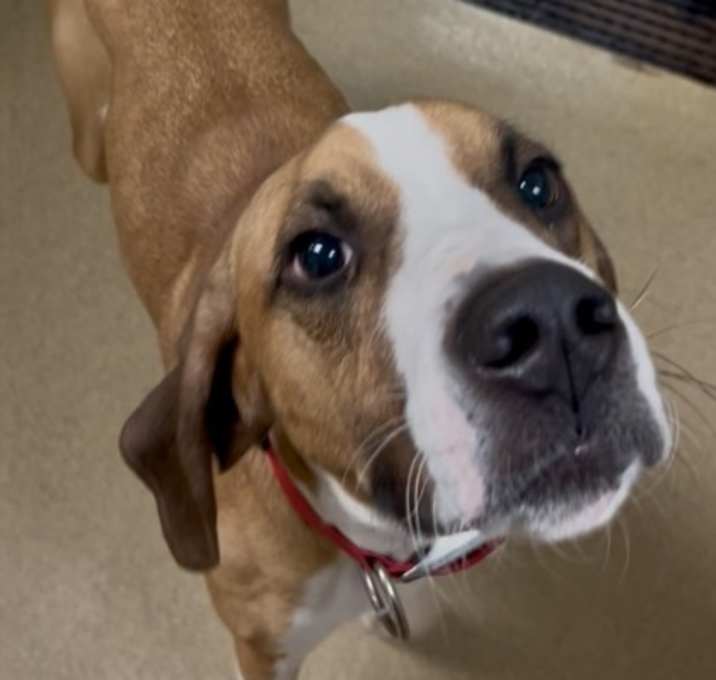 Photo of Leo (IN FOSTER)