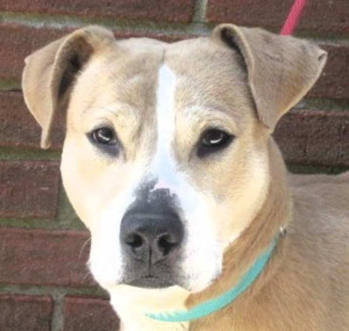 Photo of Scooter