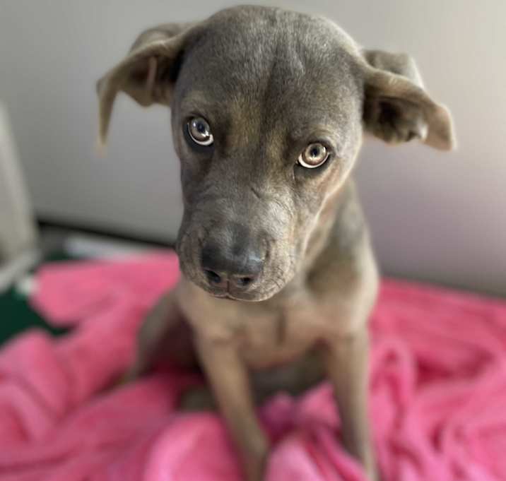 Photo of Chrome
